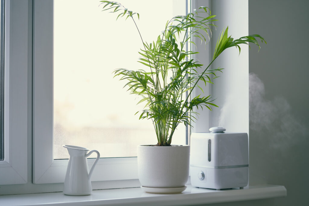 Plant in front of clean window