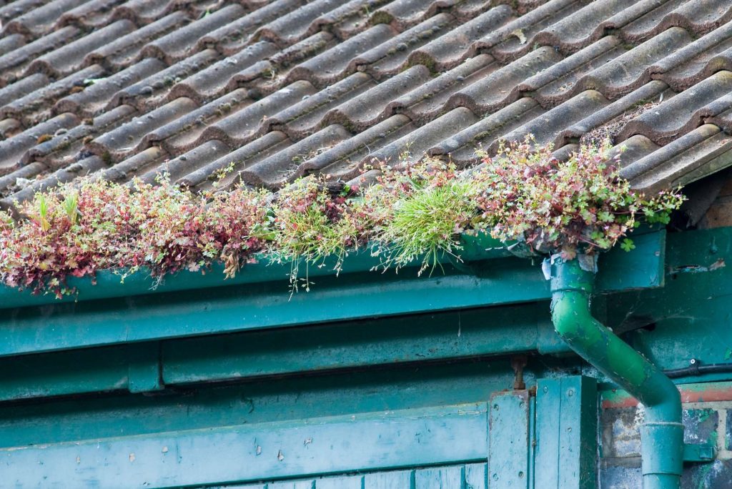 blocked eavestrough with vegetation growth