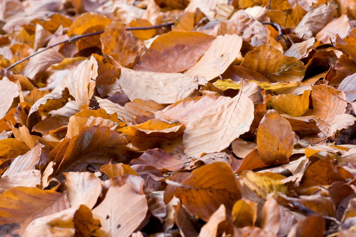 dried up leaf clutter
